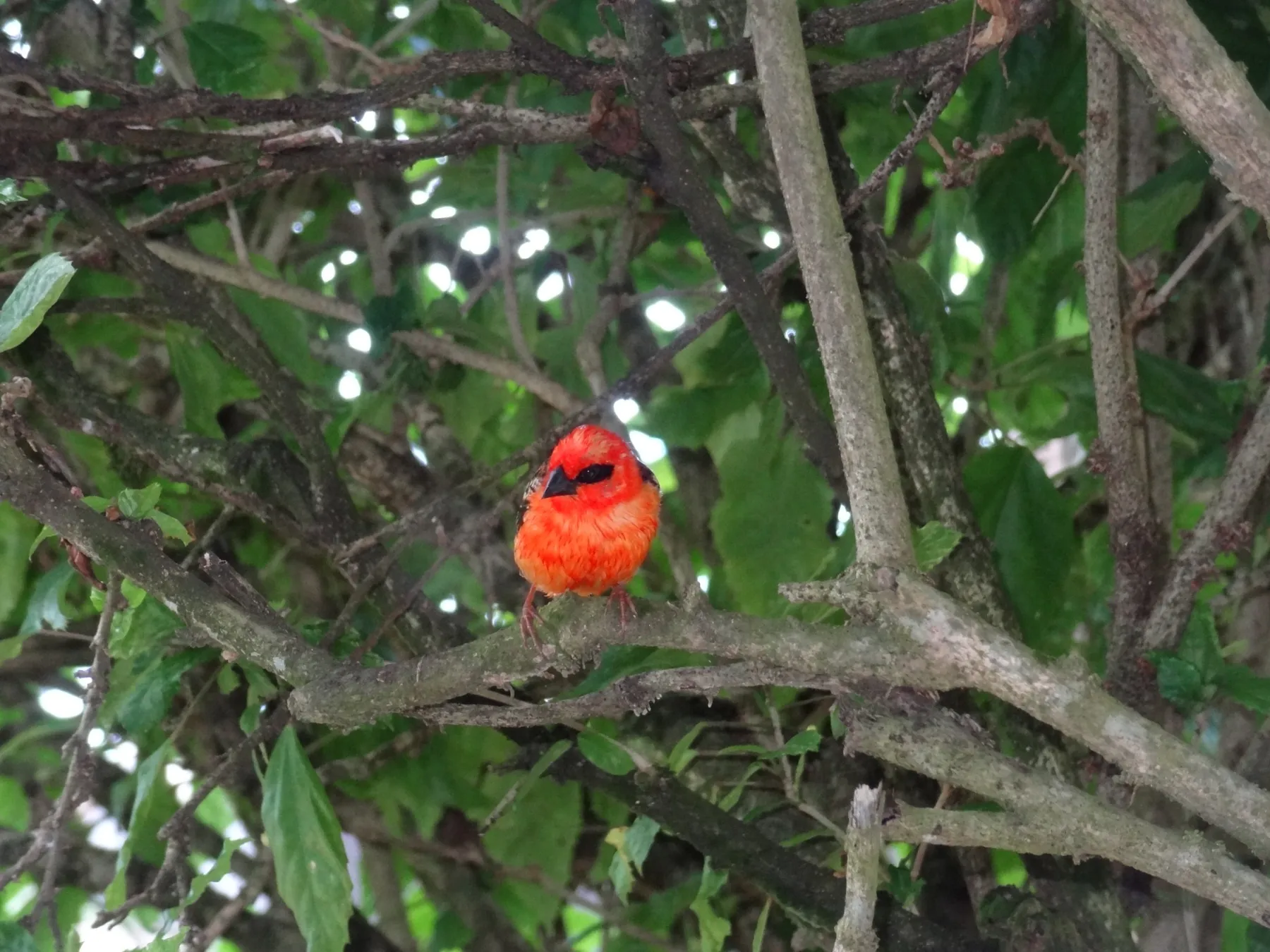 Oiseau rouge aux Seychelles