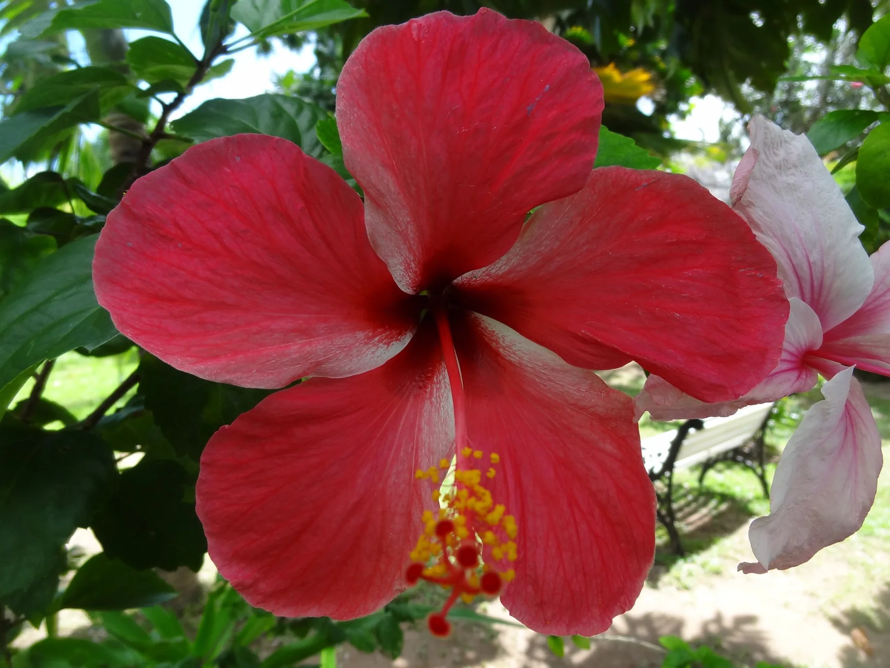 Hibiscus rouge