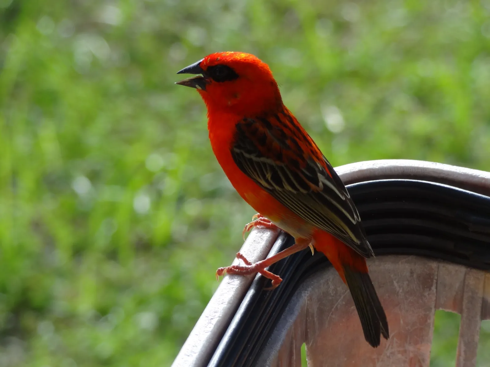 Oiseau orange des Seychelles